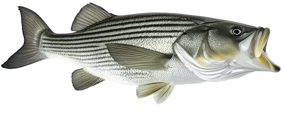 Dixon Boat Club Logo